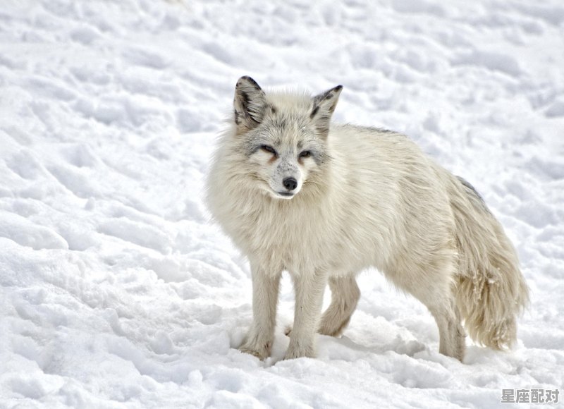 入冬属于什么动物，冬什么生肖 - 星座运势