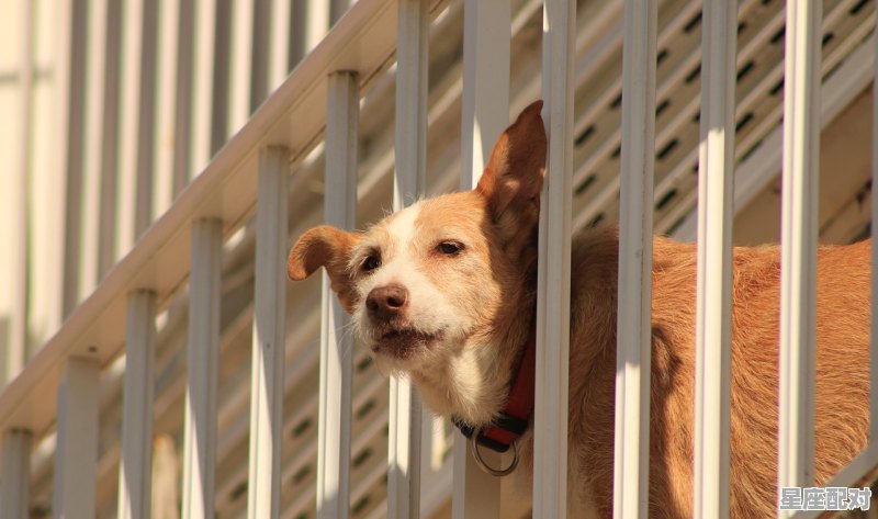 见风使舵是小人打一动物,小人什么生肖 见风使舵是小人打一动物,小人什么生肖 - 星座运势