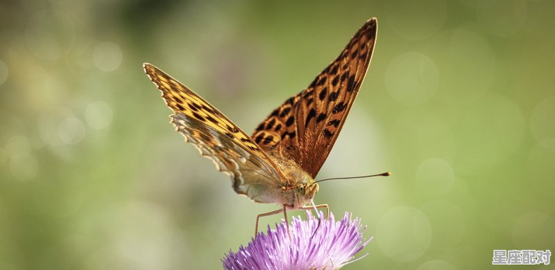 1965年7月生属什么,蛇人的今日运势 1965年7月生属什么,蛇人的今日运势 - 星座运势