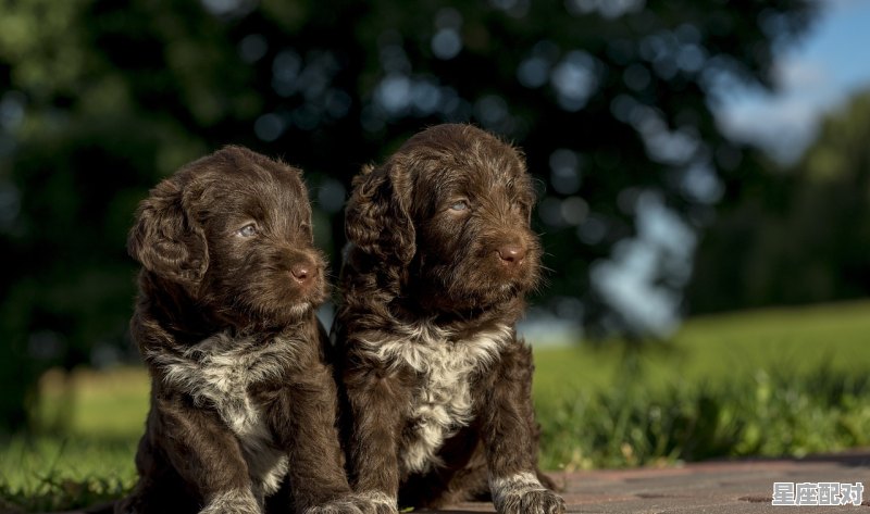 2021年12月7日农历是冬月初四属什么，属牛冬月今日运势 - 星座运势