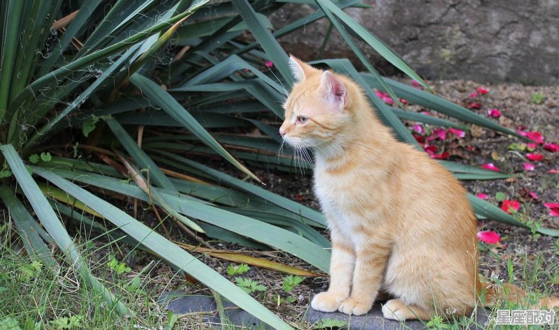 45天的小猫能养活吗，梦到养了猫 - 星座运势