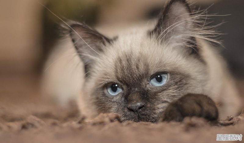 我的汤姆猫2怎么学人说话,梦到猫跟我说话 - 星座运势