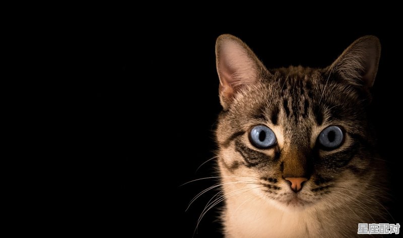 为什么小猫总是想挠我_为什么猫喜欢用双手持续挠我 - 星座运势