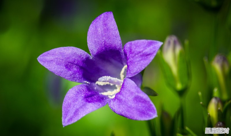 去年花里逢君别，今日花开又一年是什么生肖,今日生肖出什么 - 星座运势
