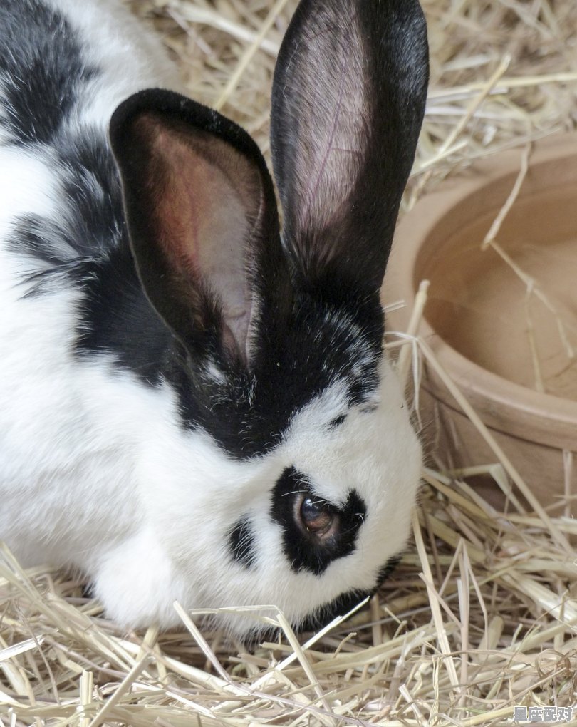 头顶一撮白头发寓意,梦到白头发是什么意思 头顶一撮白头发寓意,梦到白头发是什么意思 - 星座运势