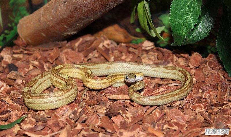 今晚在家门口见到这么一只小红蛇，是什么蛇？有毒吗_男蛇今日运势如何 - 星座运势