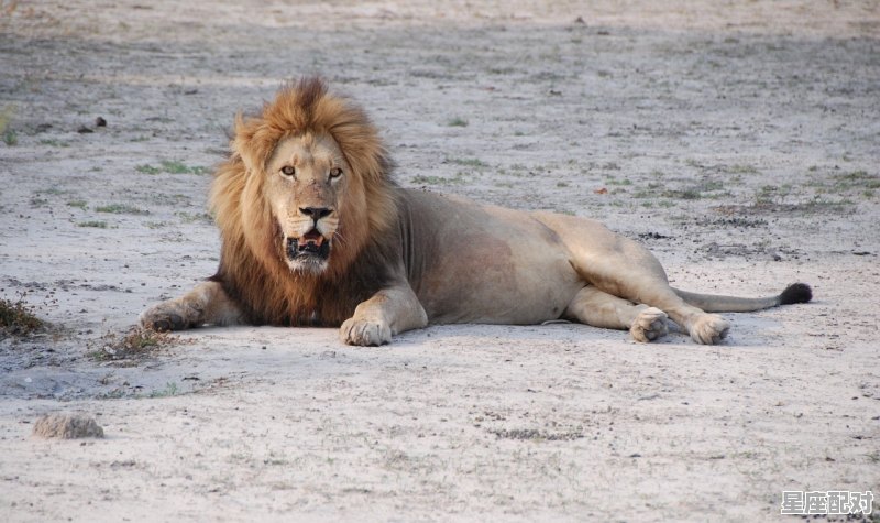 动物狮子的性格特点,狮子座隐藏性格 - 星座运势
