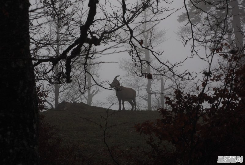 摩羯为什么不受人待见，什么星座容易心寒 - 星座运势