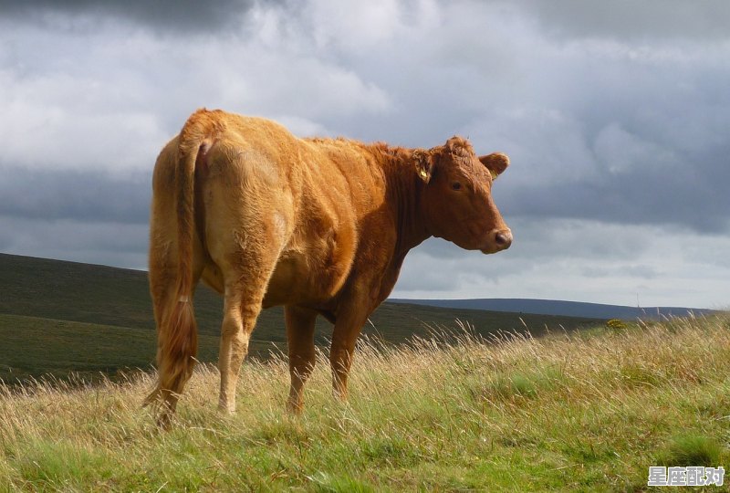点头称善是什么动物_什么动物喜欢点头 - 星座运势