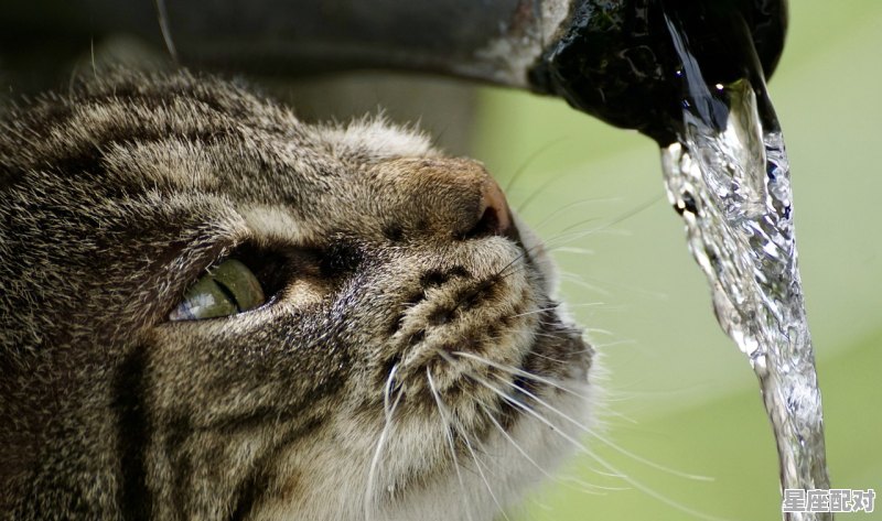 什么动物跪着喝水_感恩的动物 - 星座运势