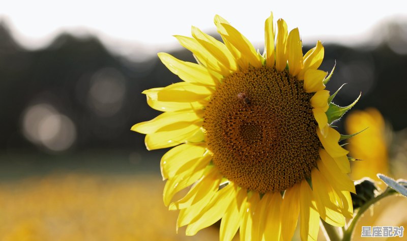 5-6月份是什么星座,6月初5是什么星座的 5-6月份是什么星座,6月初5是什么星座的 - 星座运势