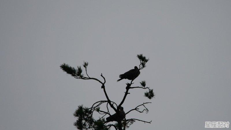 九九重阳是什么动物_亲人指哪种动物 - 星座运势