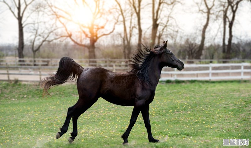 杜月笙属什么生肖,杜月笙属什么生肖 杜月笙属什么生肖,杜月笙属什么生肖 - 星座运势