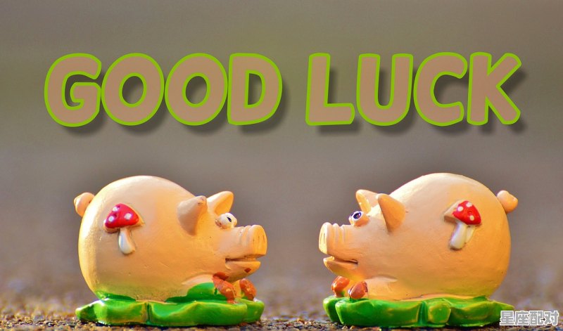 今日属猪人明日运势,今日属猪人明日运势 今日属猪人明日运势,今日属猪人明日运势 - 星座运势