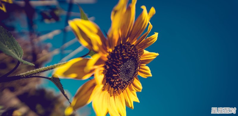 摩羯女和什么星座男的最配_金牛男摩羯女为什么称之为绝配 - 星座运势