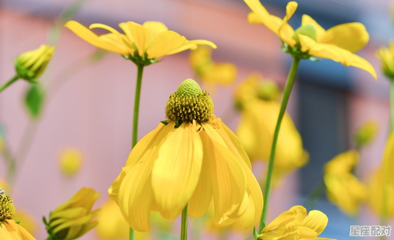 立夏为什么要称体重,二十四节气中有称体重习俗的是 立夏为什么要称体重,二十四节气中有称体重习俗的是 - 星座运势