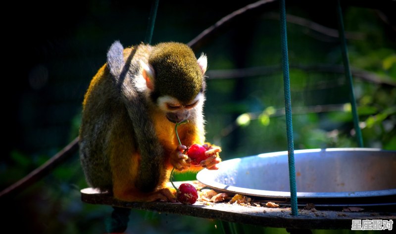 92年的属相是属啥的_92年猴是什么猴 92年的属相是属啥的_92年猴是什么猴 - 星座运势