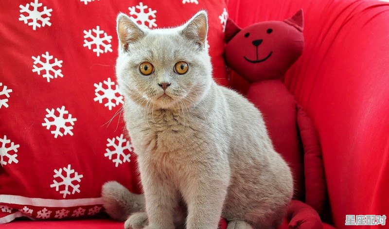 猫咪的腿长是多少厘米，梦到猫腿 - 星座运势