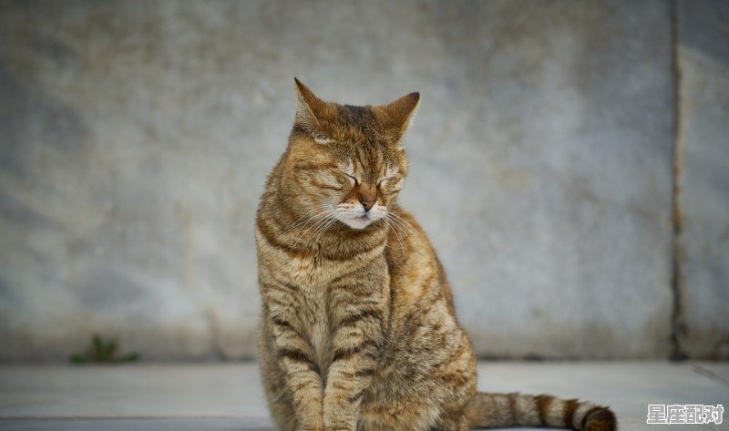 很甜的动物名称_饕餮是什么动物 - 星座运势