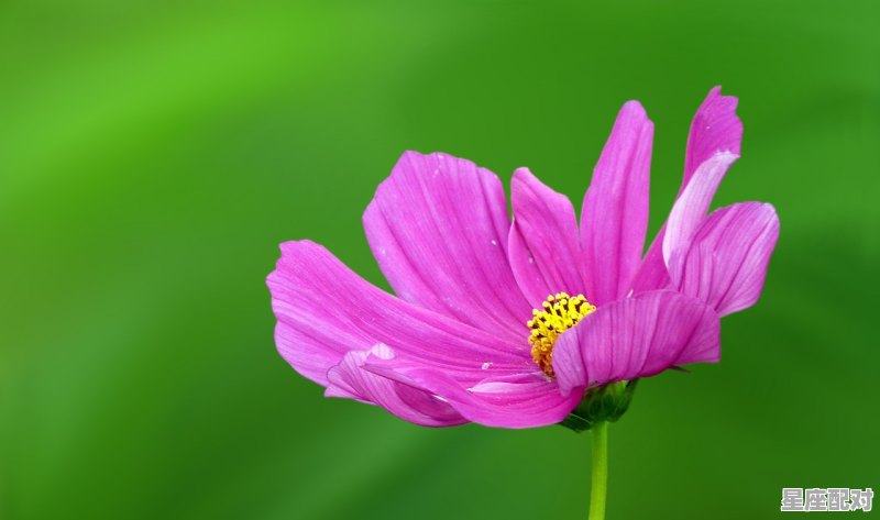 为什么双鱼座不缺实力，双鱼座性格平稳 - 星座运势