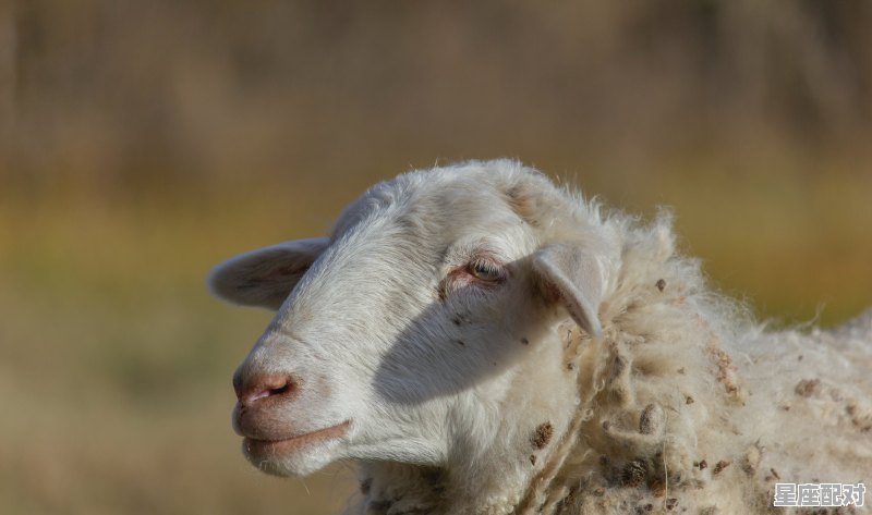 牛、虎、蛇、马、羊、鸡这些动物最长的寿命是多少_2022属猴几岁 牛、虎、蛇、马、羊、鸡这些动物最长的寿命是多少_2022属猴几岁 - 星座运势