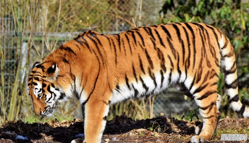 2021年十二月九号属相_2021年12月11日是什么属相日 2021年十二月九号属相_2021年12月11日是什么属相日 - 星座运势