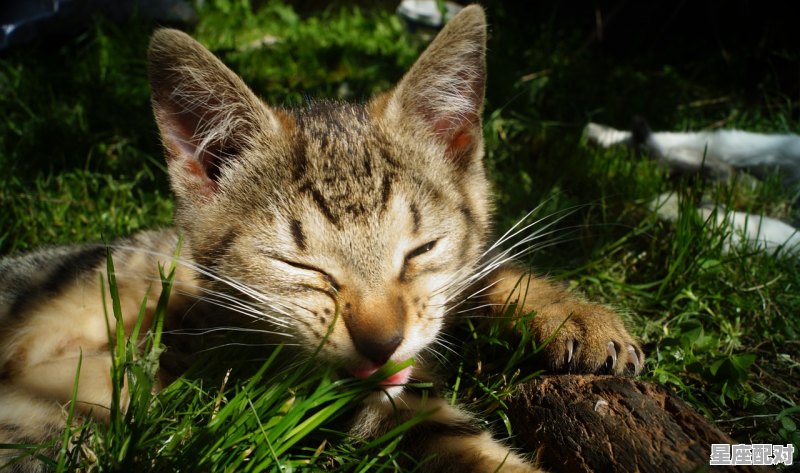 十二动物哪个是破案高手,高人是什么生肖 - 星座运势
