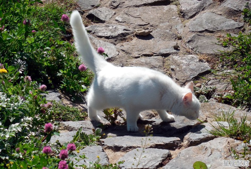 徐悲鸿属相,画家指什么生肖 徐悲鸿属相,画家指什么生肖 - 星座运势
