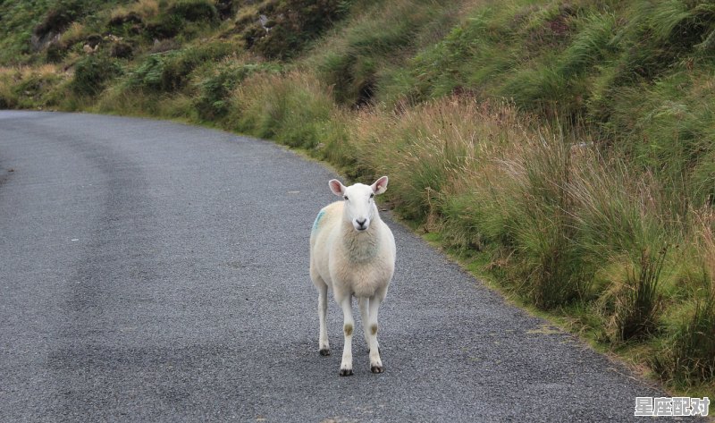 什么是金羊座_91年是属羊吗 什么是金羊座_91年是属羊吗 - 星座运势