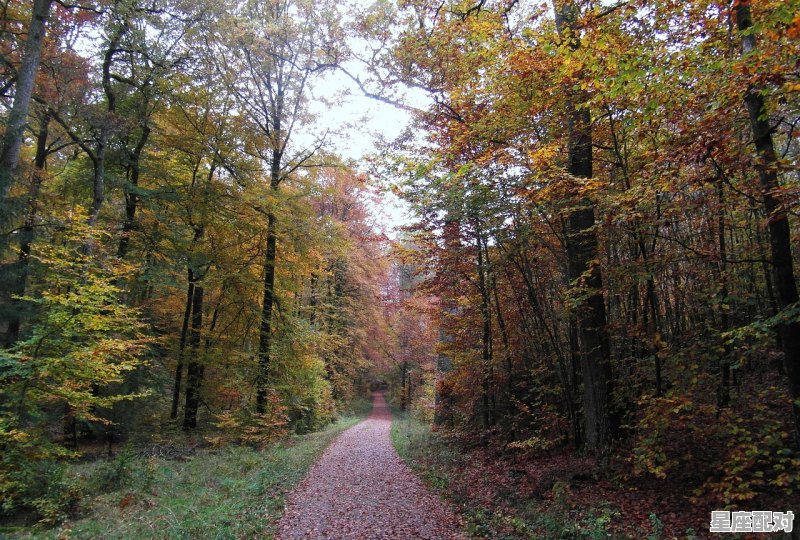 稻谷的寓意和象征，梦到金黄的稻谷 - 星座运势