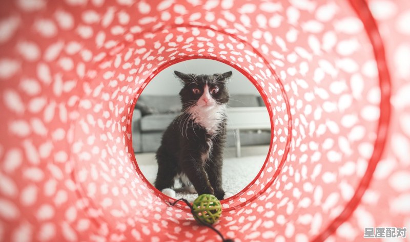 狮子座会和不爱的人搞暧昧吗,狮子座孤独性格 狮子座会和不爱的人搞暧昧吗,狮子座孤独性格 - 星座运势