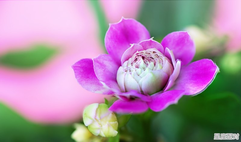 属蛇巨蟹座女生的性格,蛇巨壁座性格 属蛇巨蟹座女生的性格,蛇巨壁座性格 - 星座运势