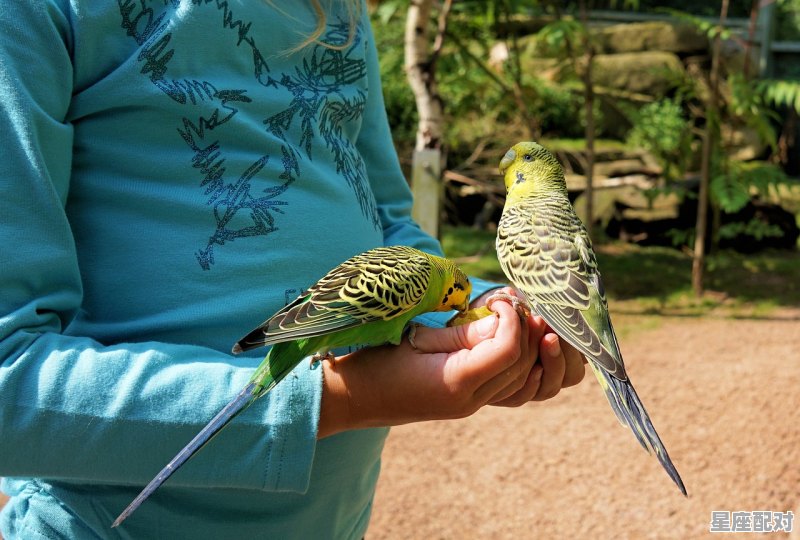 茄子另一个名字是什么猜一个动物_什么动物偷吃茄子 茄子另一个名字是什么猜一个动物_什么动物偷吃茄子 - 星座运势