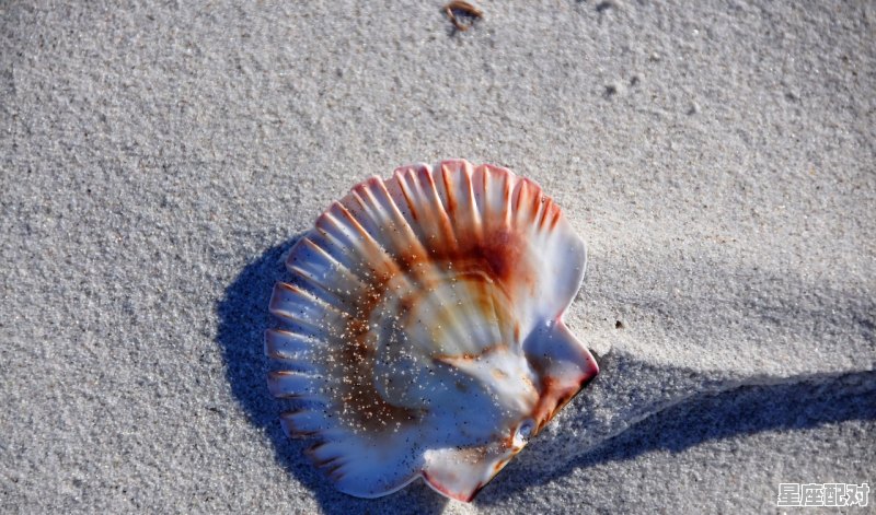 刚孵的小鸡提前一天被能出蛋壳能不能活,梦到小鸡破壳而出 刚孵的小鸡提前一天被能出蛋壳能不能活,梦到小鸡破壳而出 - 星座运势
