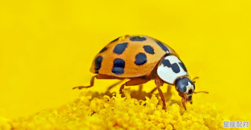 12星座的动画人物_铁甲威虫的人物介绍 12星座的动画人物_铁甲威虫的人物介绍 - 星座运势