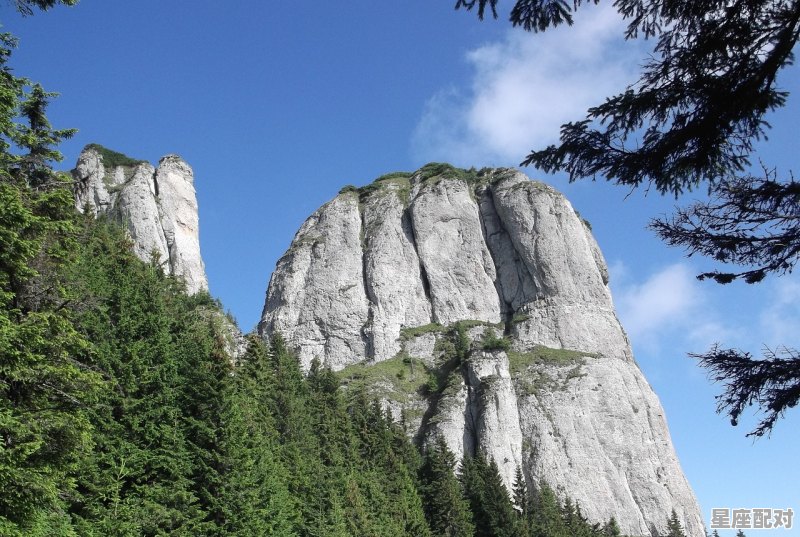 古代松树的雅名别称,梦到松树是什么意思 古代松树的雅名别称,梦到松树是什么意思 - 星座运势