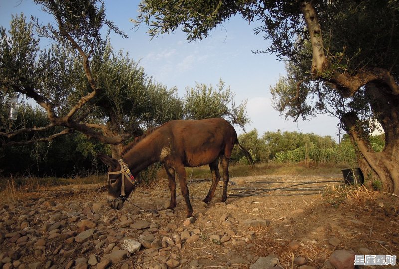 驴怎么组词，毛驴是什么生肖 - 星座运势