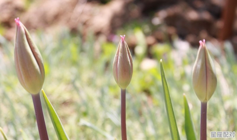 拍了婚纱照却没结婚,怎么处理,做梦梦到结婚没结成 拍了婚纱照却没结婚,怎么处理,做梦梦到结婚没结成 - 星座运势