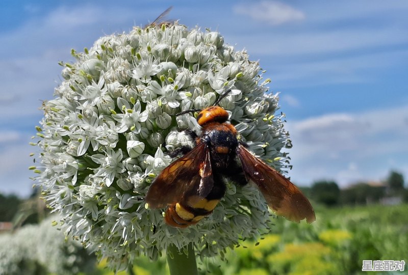 木星里面是什么星座_属于木星的星座有哪些 - 星座运势