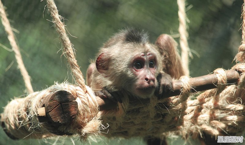 特彩吧一物不大身上装,能装锦来能装钢.打一生肖,什么生肖长不大 特彩吧一物不大身上装,能装锦来能装钢.打一生肖,什么生肖长不大 - 星座运势