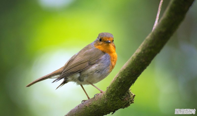 22年是鼠年吗_今年是何年 - 星座运势