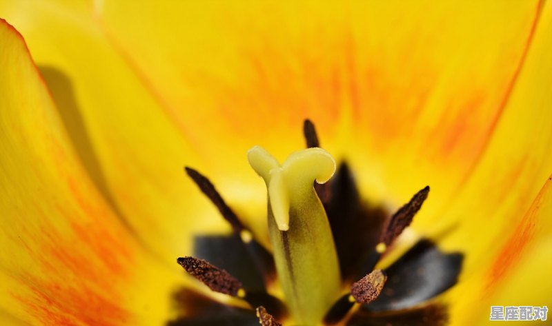 牛兄猪弟来报喜解生肖_只缘心有一江水,两岸才分爱与殇是什么意思 牛兄猪弟来报喜解生肖_只缘心有一江水,两岸才分爱与殇是什么意思 - 星座运势