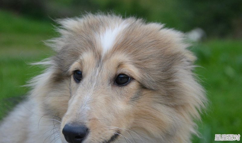 高加索犬最大长多重啊_什么狗力气最大个头最高大 - 星座运势