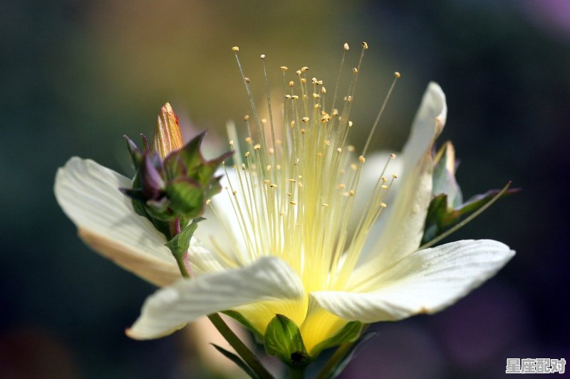 天蝎女瘾大什么意思,天蝎座性格敏感 - 星座运势