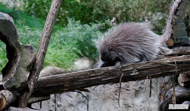 哪些国家不是火葬的_世界上强制火葬的国家 哪些国家不是火葬的_世界上强制火葬的国家 - 星座运势