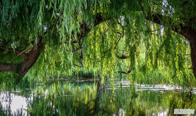 为什么说巨蟹和天蝎是绝配啊，有什么依据啊，什么星座非常柔韧 - 星座运势