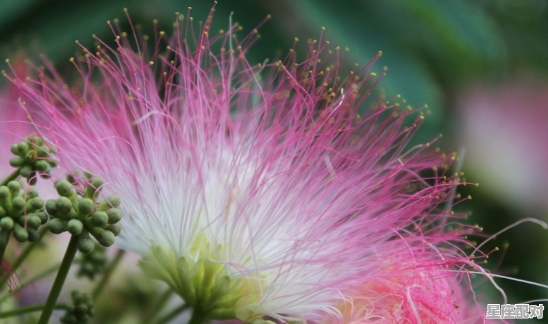 去年花里逢君别，今日花开又一年是什么生肖,逢指什么生肖 - 星座运势