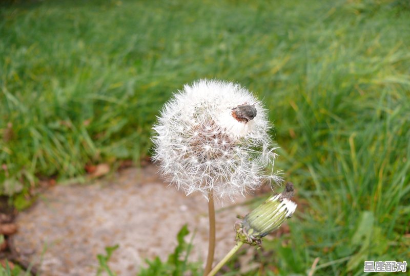 南雁北归指动物，南方指什么生肖 - 星座运势