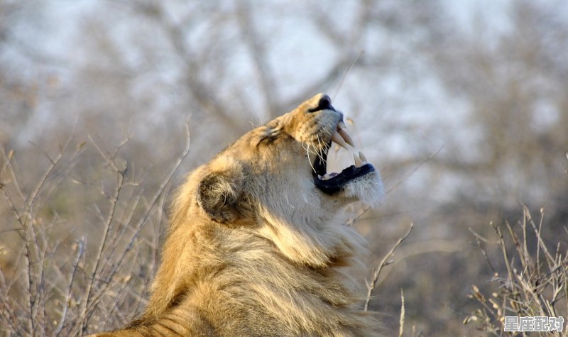 狮子的性格特征和脾气,狮子座性格短句 - 星座运势