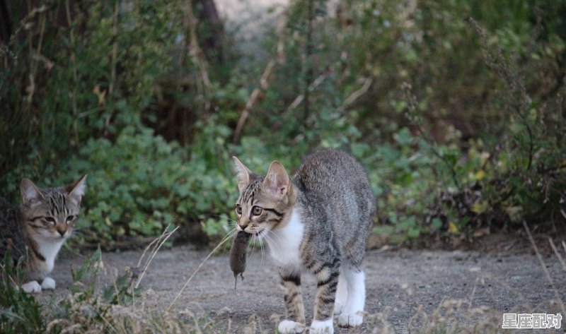猫吃老鼠原因_为什么猫要吃老鼠 猫吃老鼠原因_为什么猫要吃老鼠 - 星座运势